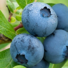 ビルベリー葉エキス