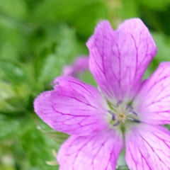 ヒメフウロエキス