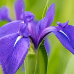 イリス根エキス