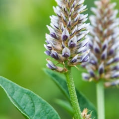 カンゾウエキス