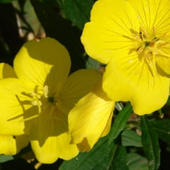 メマツヨイグサ抽出液