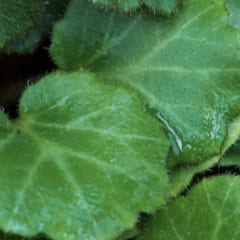 ユキノシタエキス